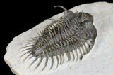 Spiny Comura Trilobite - Oufaten, Morocco #179624-3